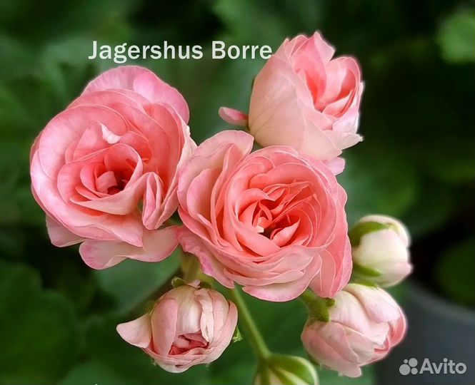 Пеларгония Achievement, Jägershus Börre и др