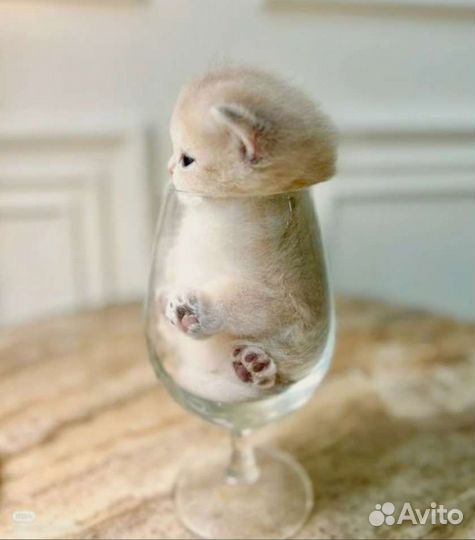 Ремонт принтеров