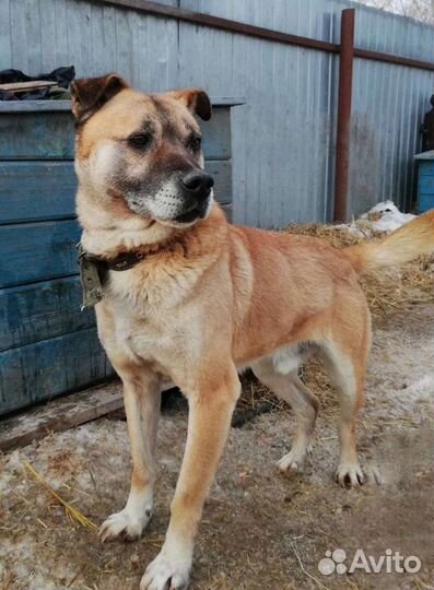 Наш любимчик