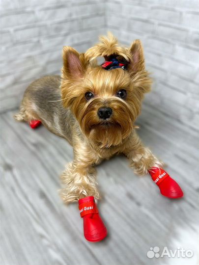 Одежда и обувь для собак и кошек