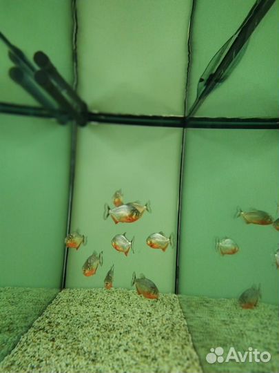 Пиранья Хищная (арт 6101)