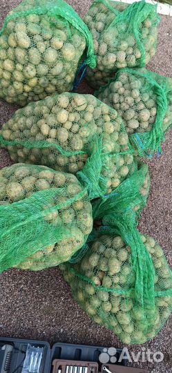 Картофель на еду и семена. Со своего участка