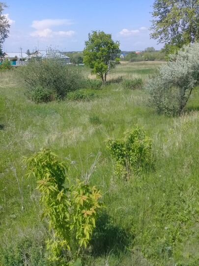 Участок 13,5 сот. (ИЖС)