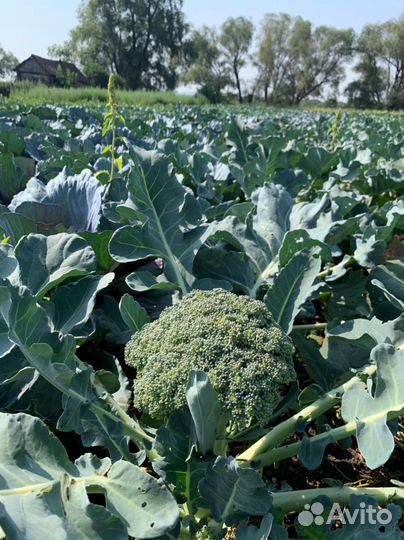 Капуста брокколи