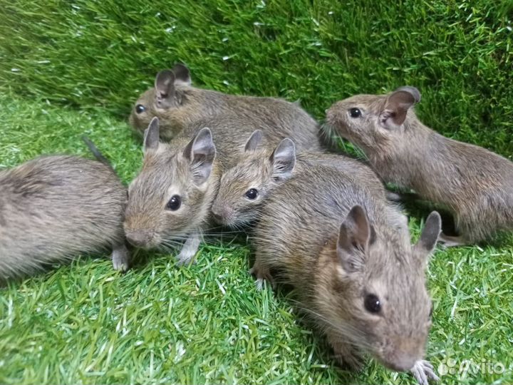 Продаю малышей дегу (чилийской белки)