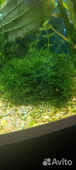 Аквариумное растение