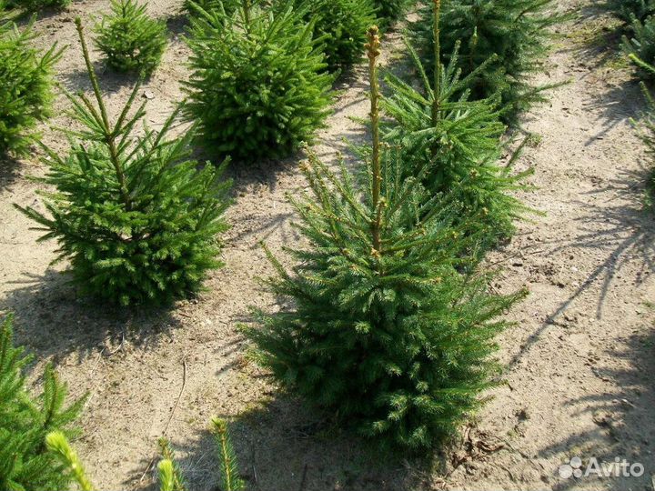 Хвойные деревья