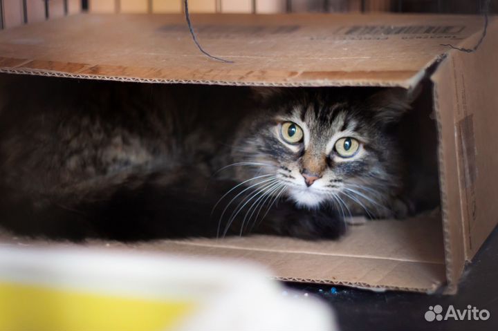 Кошка Соня, 5 лет