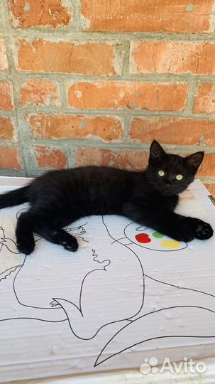 Котята в добрые руки даром