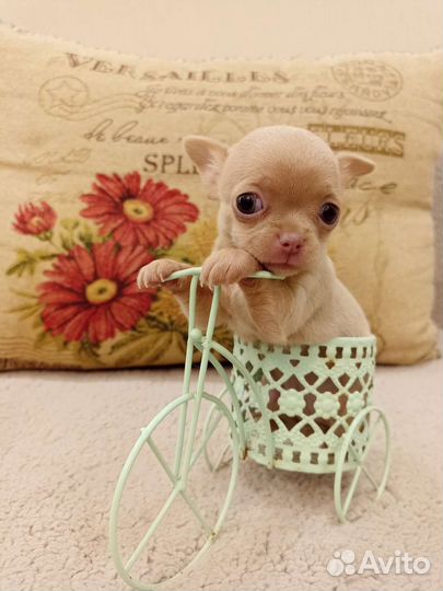 Щенки чихуахуа micro
