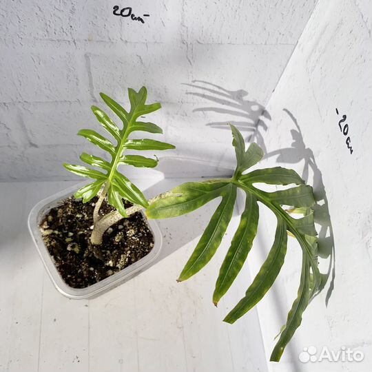 Алоказия брансифолия