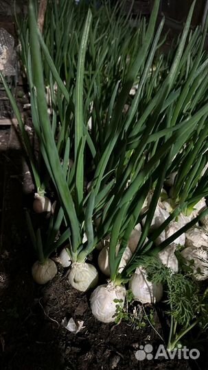 Лук на выгонку пера