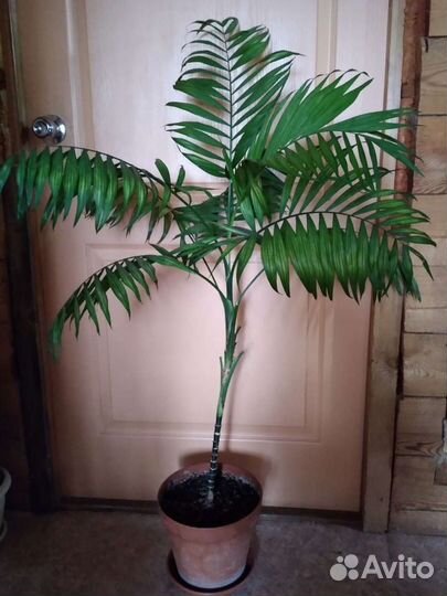 Крупные напольные растения