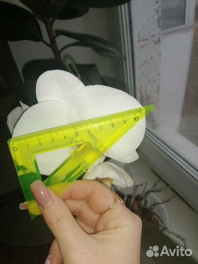 Орхидея фаленопсис