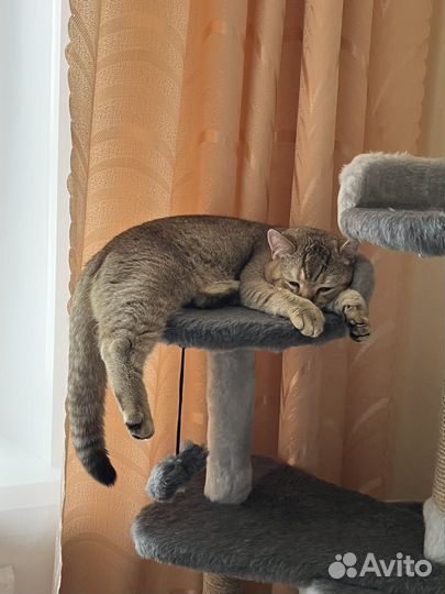 Шотландский кот