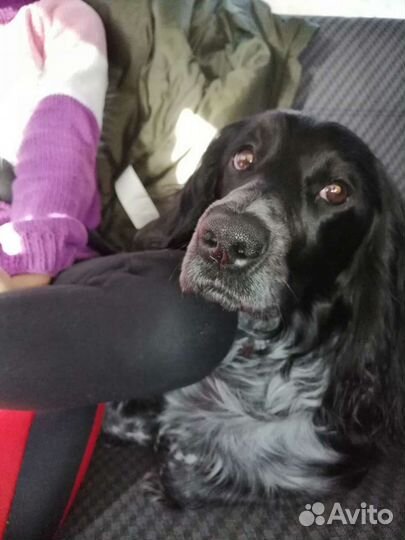 Русский спаниель