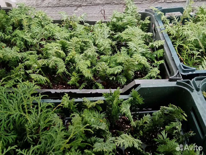 Декоративные растения