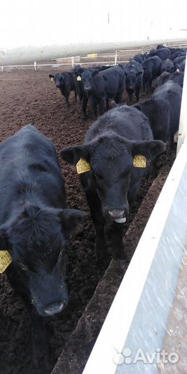 Тёлки, бычки, коровы абердин-ангусской породы