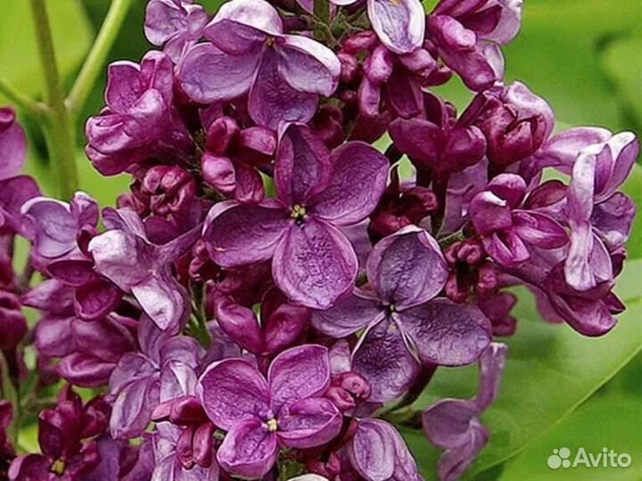 Саженцы Сирень Анна Шиач