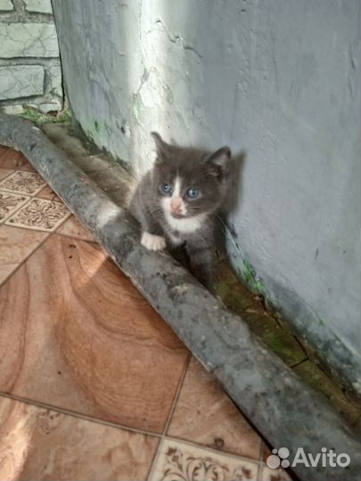 Кошки в добрые руки