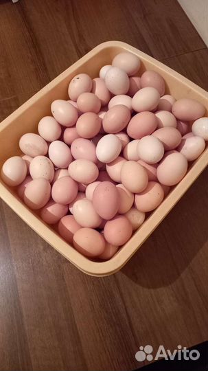 Петухи карчи айк