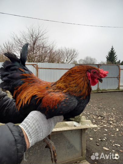 Молодые петухи