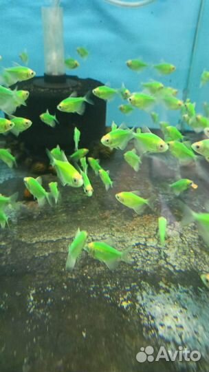 Разные рыбки аквариумные