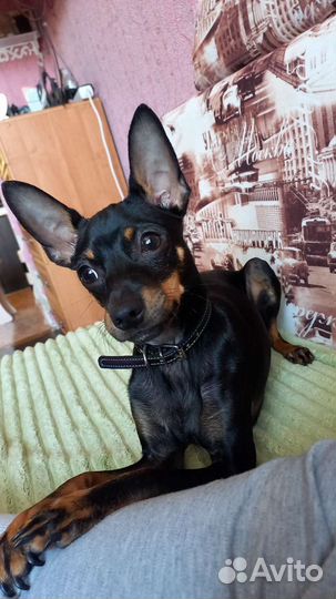 Тойчик,ищет девочку.срочнооо