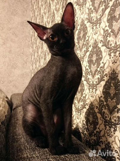 Канадский сфинкс браш