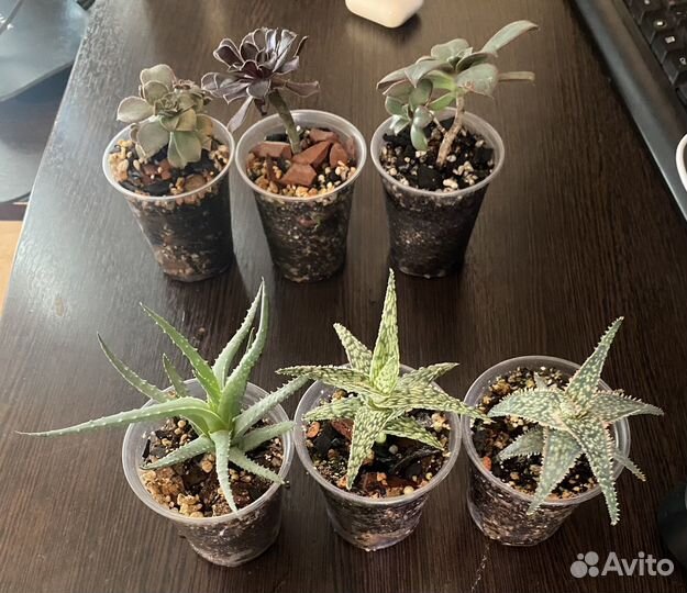 Крассулы,Эониумы,Алоэ,Агавы,Хавортии.Суккуленты