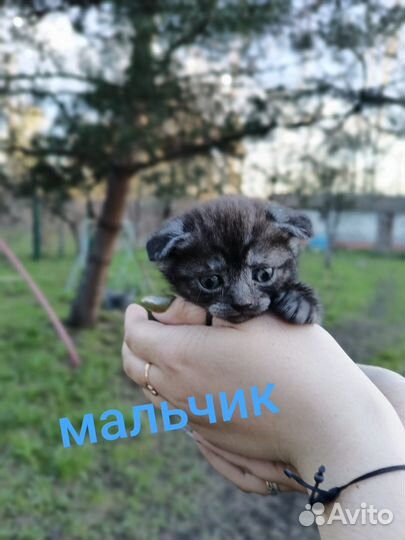 Британская