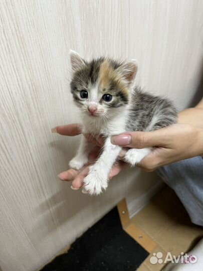Котята отдам бесплатно