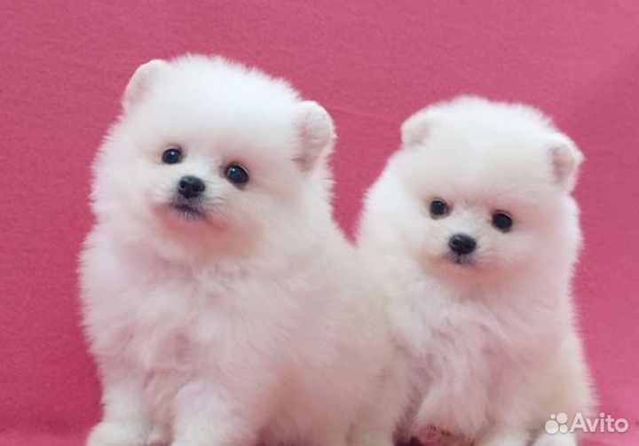 Мишки- померашки