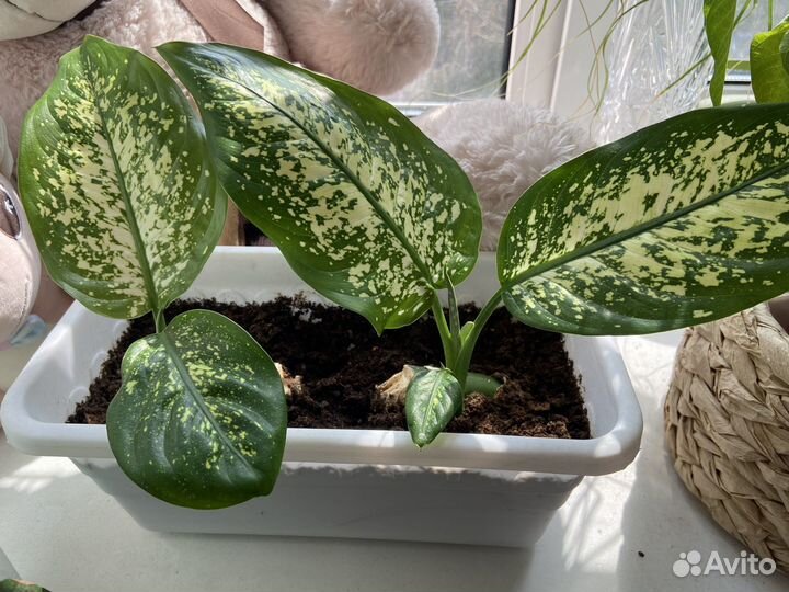 Диффенбахия