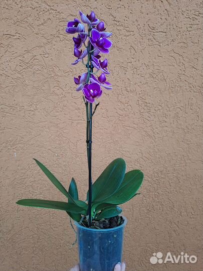 Орхидея мультифлора