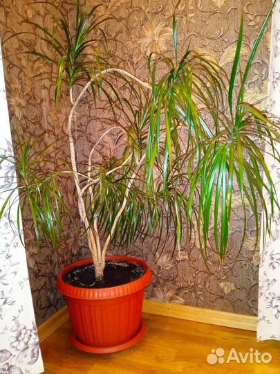 Пальма драцена
