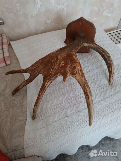 Продам рога лося