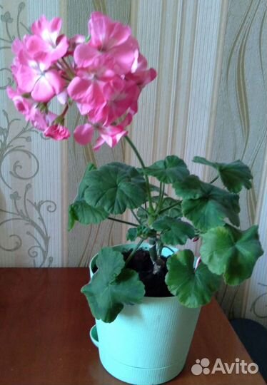 Пеларгония герань 