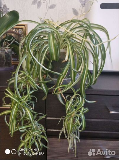 Хлорофитум