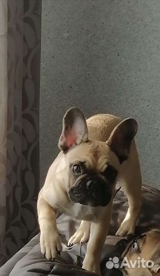 Французский красавчик