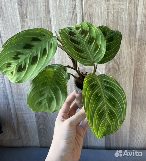 Маранта лимон лайм