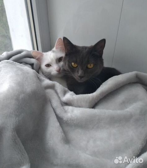 Передержка животных