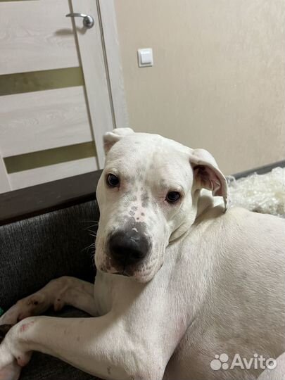 Собака в добрые руки