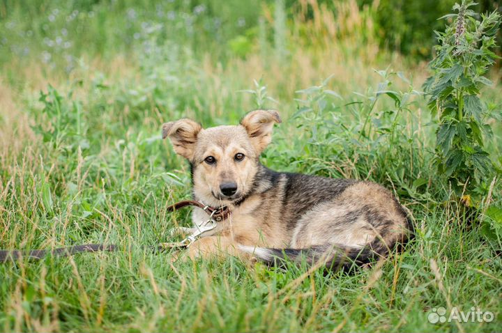 Собака маленькая из приюта в добрые руки