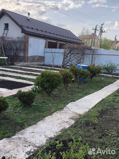 Саженцы туи даника