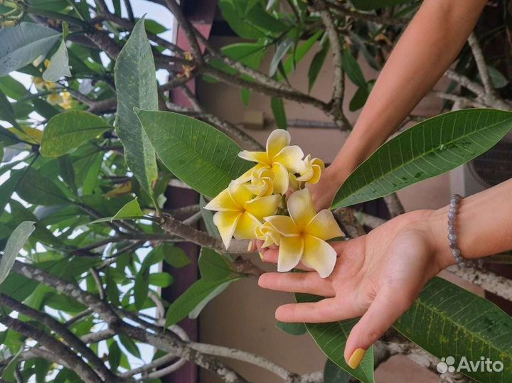 Черенки закончились