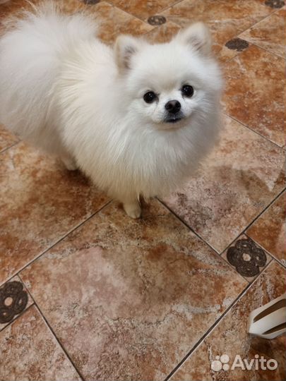 Вязка собак померанский шпиц кобель