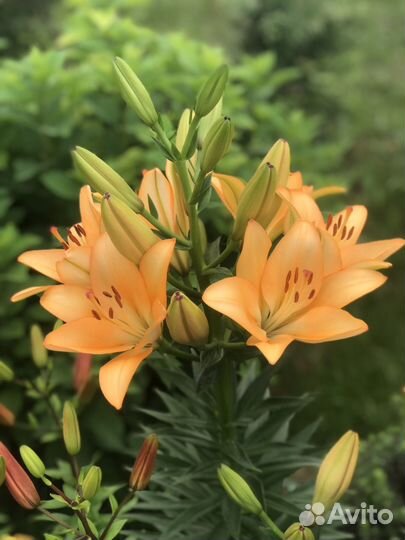 Цветы из сада