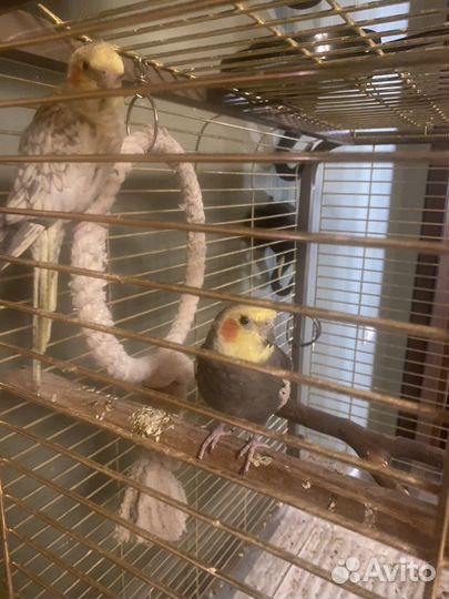 Попугай корелла говорящий с клеткой