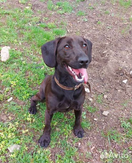 Маленькая собачка Шоколадка